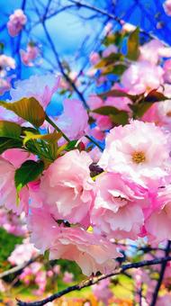 桜 桜の写真