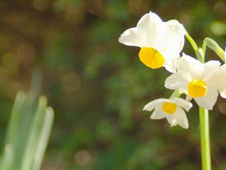 環境素材:スイセンの花 環境素材:スイセンの花の写真