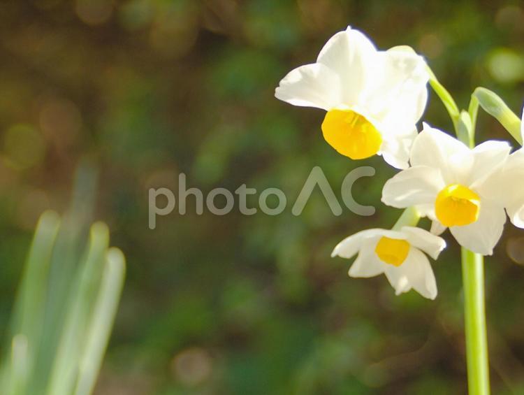 環境素材：スイセンの花 春,2月,3月の写真素材
