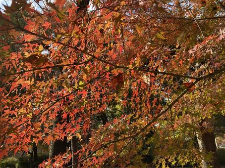 紅葉 もみじ,紅葉,風景の写真素材