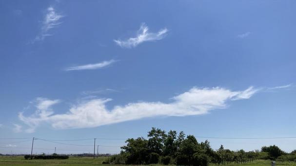 台風一過の青空と木 台風一過の青空と木 空,木,雲の写真素材