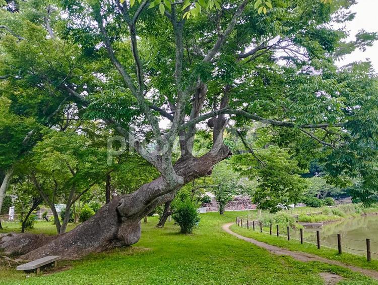 斜めの大木 大木,斜め,八鶴湖の写真素材