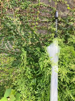 ツタに絡まったビニール傘_縦の写真