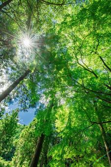夏の森で見上げた風景 夏の森で見上げた風景 自然,木漏れ日,風景の写真素材