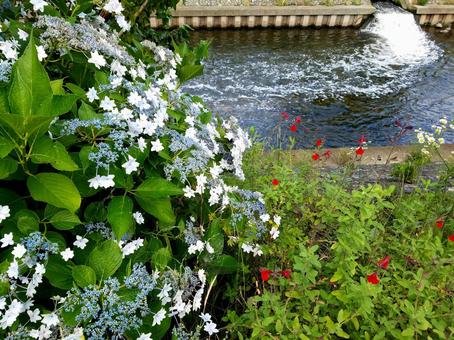 川沿いの紫陽花 川沿いの紫陽花の写真
