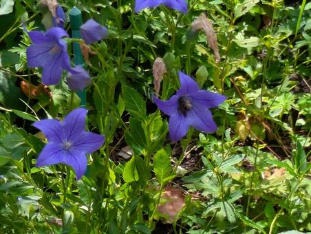 Campanula, JPG