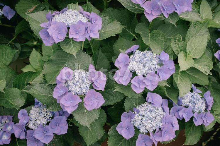 ガクアジサイの花 あじさい,紫陽花,梅雨の写真素材