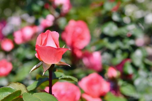 薔薇 ピンクパンサー 薔薇 ピンクパンサー 薔薇,ピンクパンサー,花の写真素材