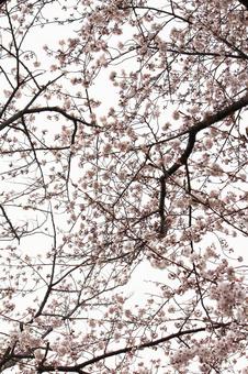 cherry blossoms, JPG cherry blossoms, JPG
