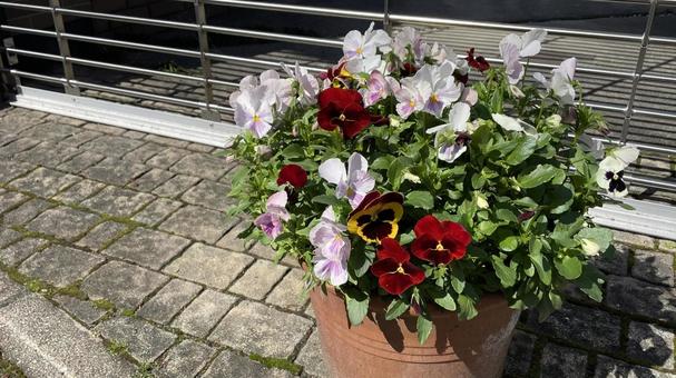 鉢植えの花 花,植物,かわいいの写真素材