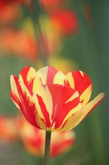 Tulip flowers, JPG Tulip flowers, JPG