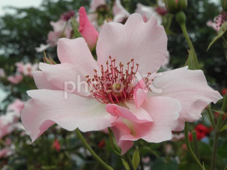 一重のばら バラ,薔薇,イングリッシュの写真素材