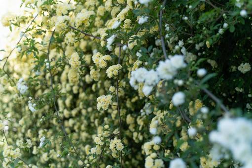 春の日差しに咲く白いモッコウバラ④ モッコウバラ,バラ,白い花の写真素材