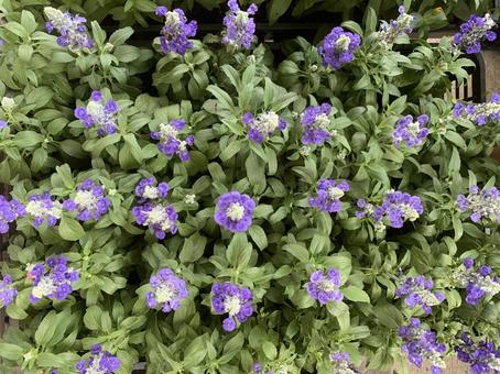 ブルーサルビア サルビアファリナセア 花 ブルーサルビア サルビアファリナセア 花 ブルーサルビア,サルビア・ファリナセア,花の写真素材
