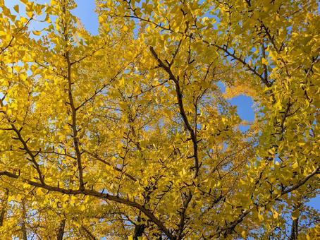 イチョウ イチョウ,黄色,秋の写真素材