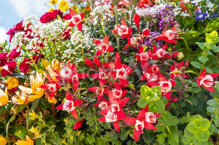 春の寄せ植え　１１　フクシア 寄植え,寄せ植え,春の写真素材