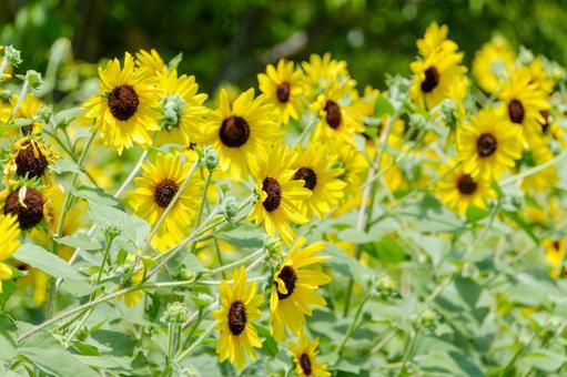 夏の陽射しに輝く向日葵畑 夏の陽射しに輝く向日葵畑の写真