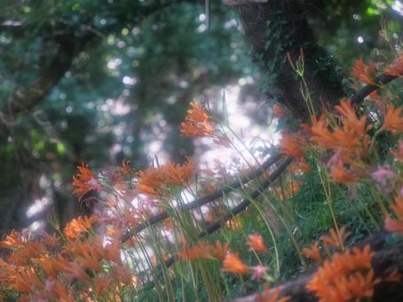キツネノカミソリの群生 キツネノカミソリの群生の写真