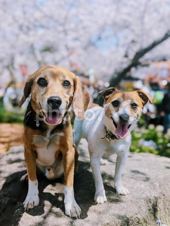 一緒に桜みようよ 犬,ビーグル,ジャックラッセルテリアの写真素材