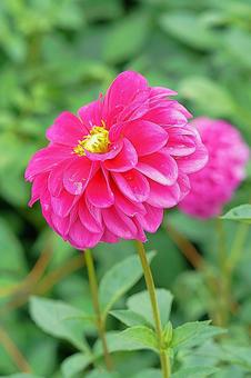 宝塚ダリア園秋ダリア25　ピンクハッピーの写真