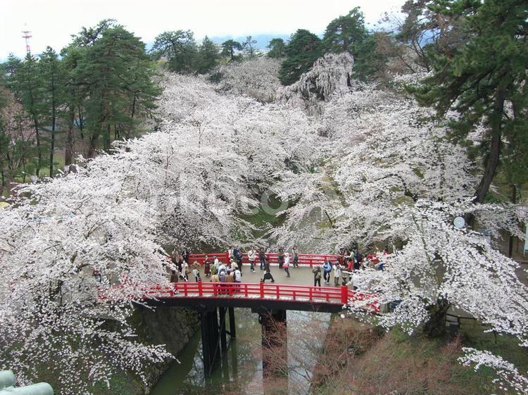 弘前の桜 さくら,青森,弘前の写真素材