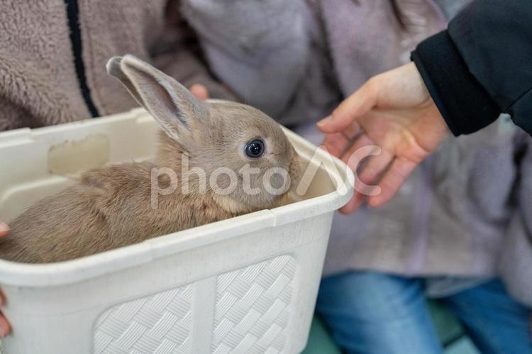 癒されるかわいいウサギ カワイイ,うさぎ,癒されるの写真素材