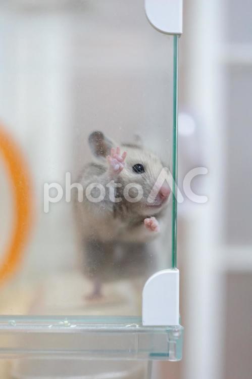 ケージに張り付くゴールデンハムスター ハムスター,ゴールデンハムスター,哺乳動物の写真素材