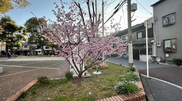 春の梅の花 春の梅の花 春,梅,梅の花の写真素材