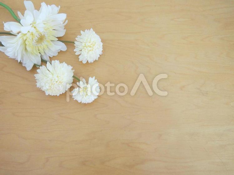 菊と木目背景 菊,花,木目の写真素材