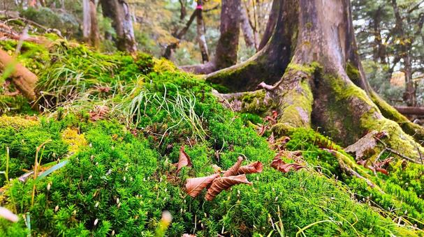 苔の生える森の写真