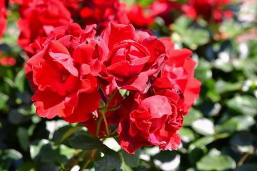 薔薇 アンダルシアン 薔薇 アンダルシアン 薔薇,アンダルシアン,赤の写真素材