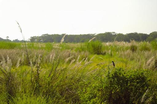 チトワン国立公園 ネパール 4 チトワン国立公園 ネパール 4 チトワン,国立公園,ネパールの写真素材