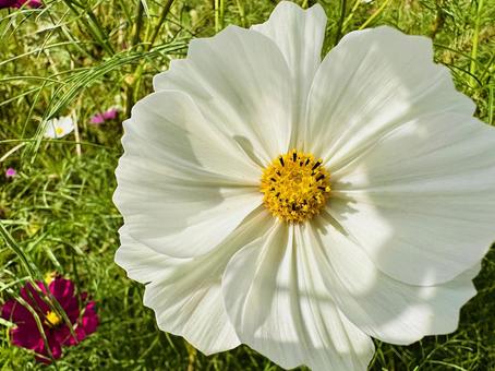 コスモス　コスモスパークの写真