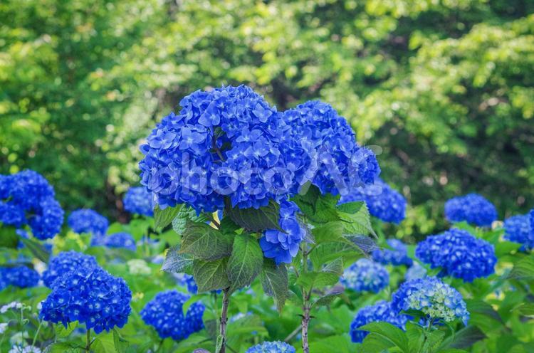 梅雨時期の風物詩　紫陽花の咲き始め 紫陽花,アジサイ,あじさいの写真素材