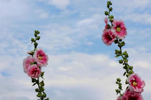 6月上旬の仏生山公園のタチアオイの花 6月上旬の仏生山公園のタチアオイの花 タチアオイ,花,植物の写真素材