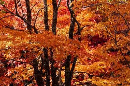 紅葉 紅葉の写真