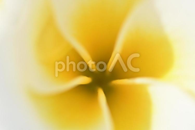 プルメリアの花のクローズアップ プルメリア属,白,ホワイトの写真素材