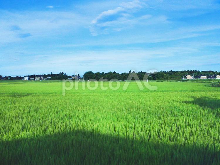 田園風景5 水田,稲,田んぼの写真素材