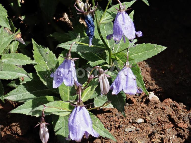山野草・ヒメシャジン（花の百名山黒斑山） ヒメシャジン,花,草の写真素材