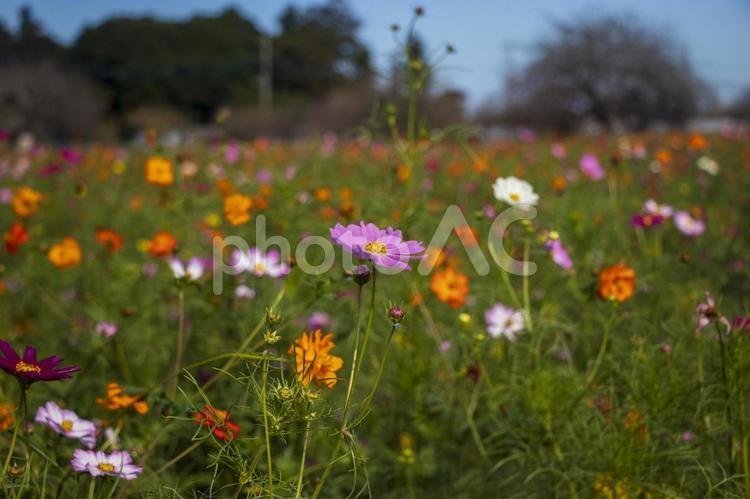 柏市のあけぼの山農業公園のカラフルな秋桜 秋桜,コスモス,あけぼの山農業公園の写真素材