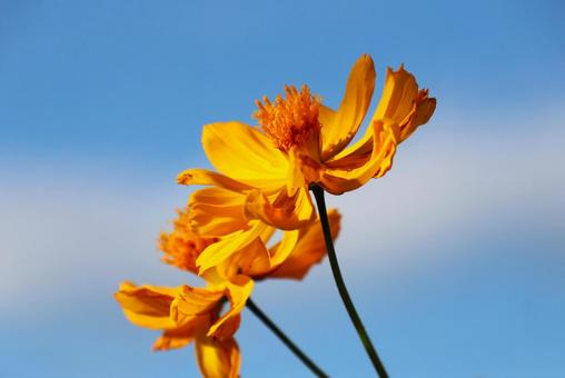１０月中旬の陽の当たるキバナコスモス キバナコスモス,花,植物の写真素材