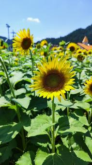 夏を抱きしめる花畑 夏を抱きしめる花畑の写真