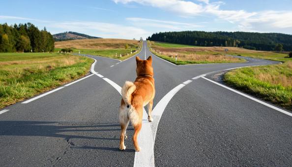 分かれ道の柴犬 分かれ道の柴犬の写真