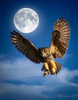 夜空を飛ぶミミズクと満月 夜空を飛ぶミミズクと満月の写真