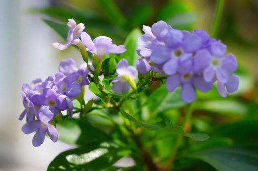 7月下旬の陽を浴びるのデュランタの花 7月下旬の陽を浴びるのデュランタの花の写真