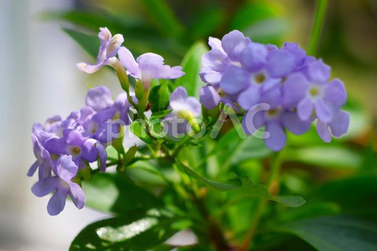 ７月下旬の陽を浴びるのデュランタの花 デュランタ,花,青の写真素材