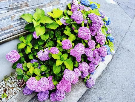 道端の紫陽花 道端の紫陽花の写真