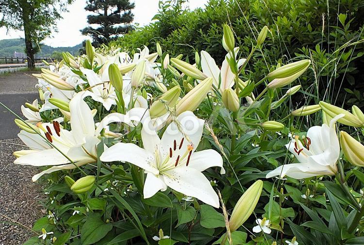 花粉が零れ落ちそうな白百合 ゆり,白百合,百合の花の写真素材