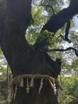 パワースポットの写真