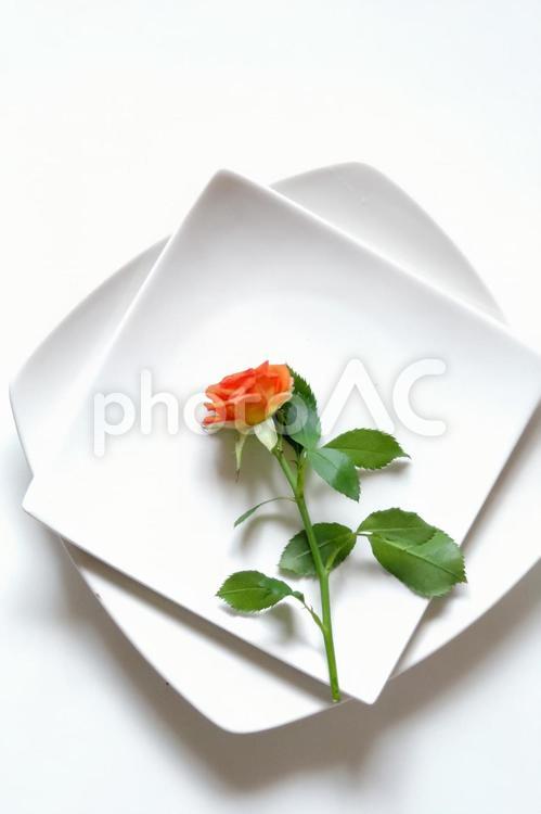 薔薇と器 薔薇,器,白の写真素材